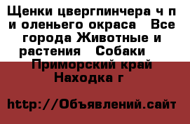 Щенки цвергпинчера ч/п и оленьего окраса - Все города Животные и растения » Собаки   . Приморский край,Находка г.